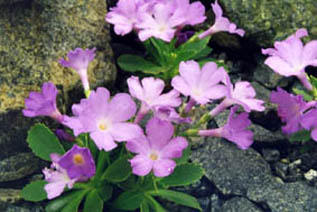 Primula x miniera `Lismore'